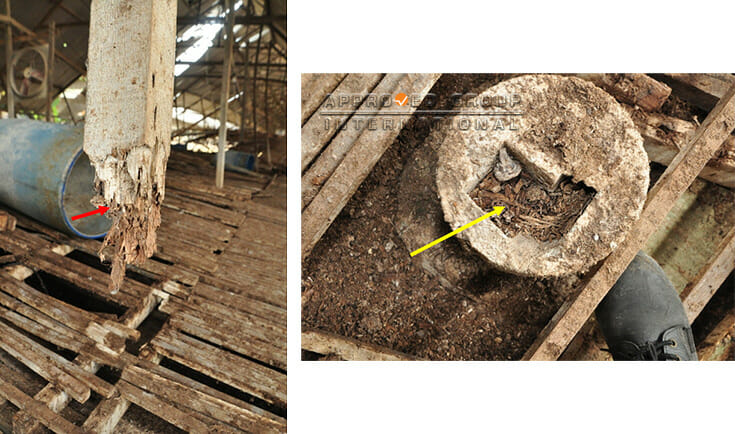 Figures 6: The lumber column located at (C2, R3) had shifted and the fractured section shows white paint on the surfaces of the dimensionally-reduced region (red arrow), just above the fractured end. Wood debris (yellow arrow) was found within the anchor point of the concrete base.