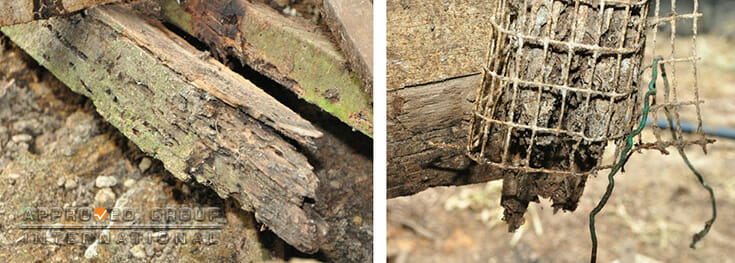 Figures 7: Close-up views of the tubular-shaped voids with green mould around the base end (left) and rotten fractured end (right), located at (C1, R1).