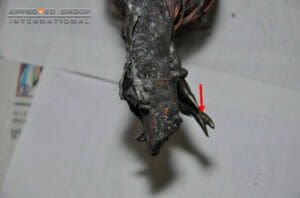 The electrical cables connected to the starter motors were removed for a closer inspection. One (1) part of the cable revealed signs of molten copper (red arrow) with a protruding shape. Another cable was found with part of a terminal.